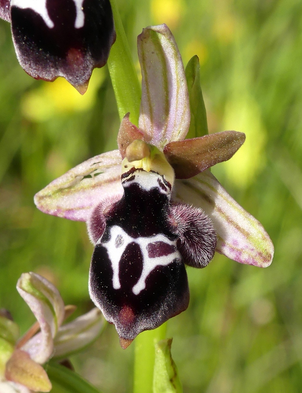 Ophrys tardive e altre orchidee in Epiro - Grecia settentrionale  22_30 maggio 2024.